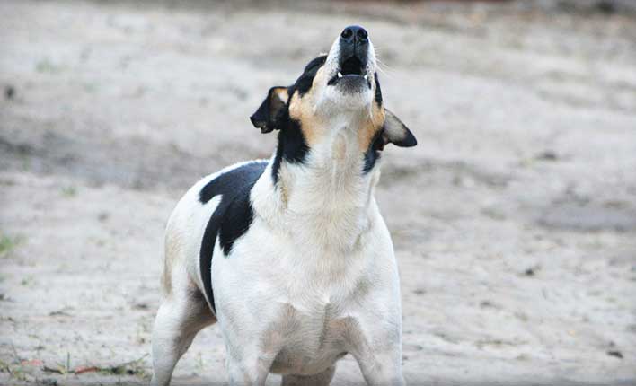 Hundebellen Abgewöhnen Top Tricks gegen Kläffer 2018