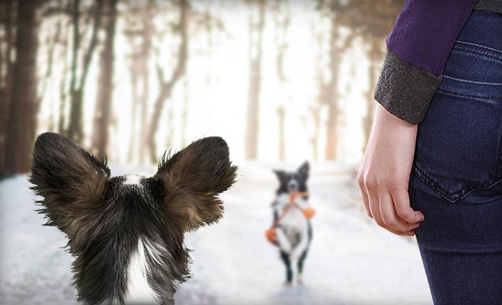 Hund Bellt Andere Hunde An Martin Rütter Hund Bellt Andere Hunde An Martin Rütter