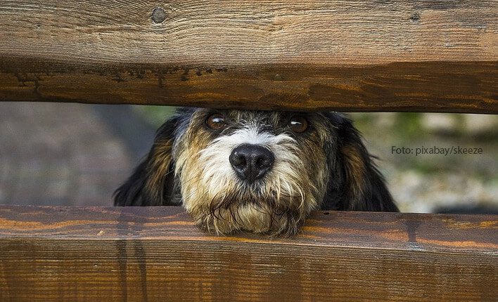 Hund Hört Nicht ++ TOP Tipps 2019 ++ Für Hundebesitzer