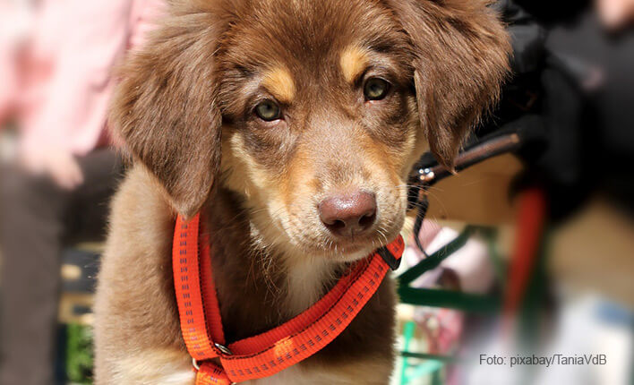 hund zieht an der leine martin rГјtter hund zieht an der leine martin rГјtter
